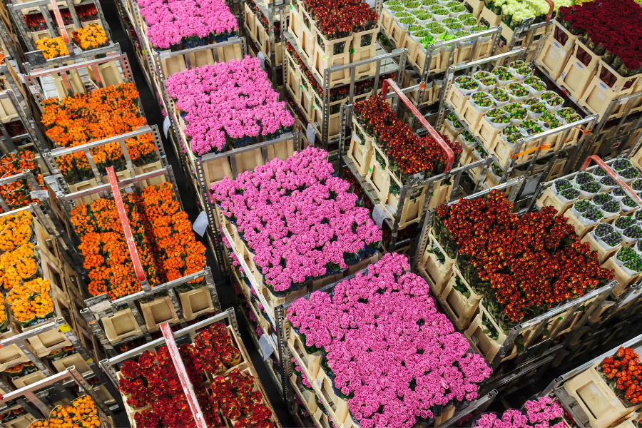 Exportación de flores colombianas