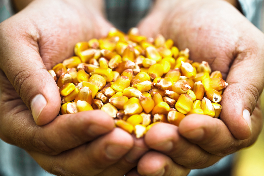 Importaciones de maíz en Colombia
